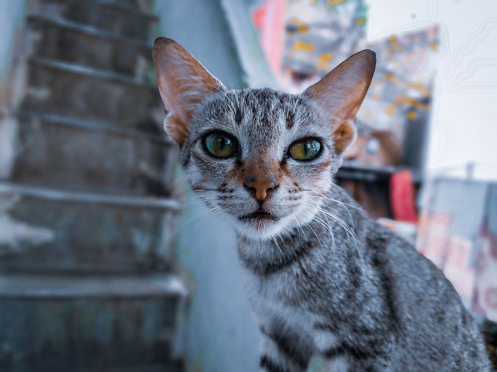 Фотография автора Karukola Puneeth