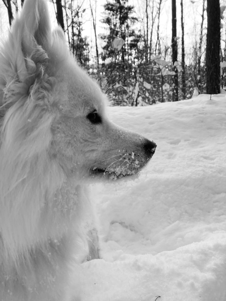 Yuki snow samoyed