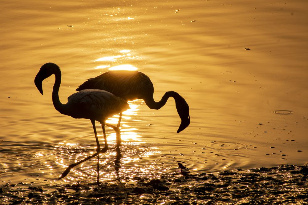 Melting gold