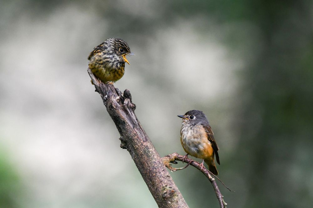 Photograph by Kinlay Tshering Dorji