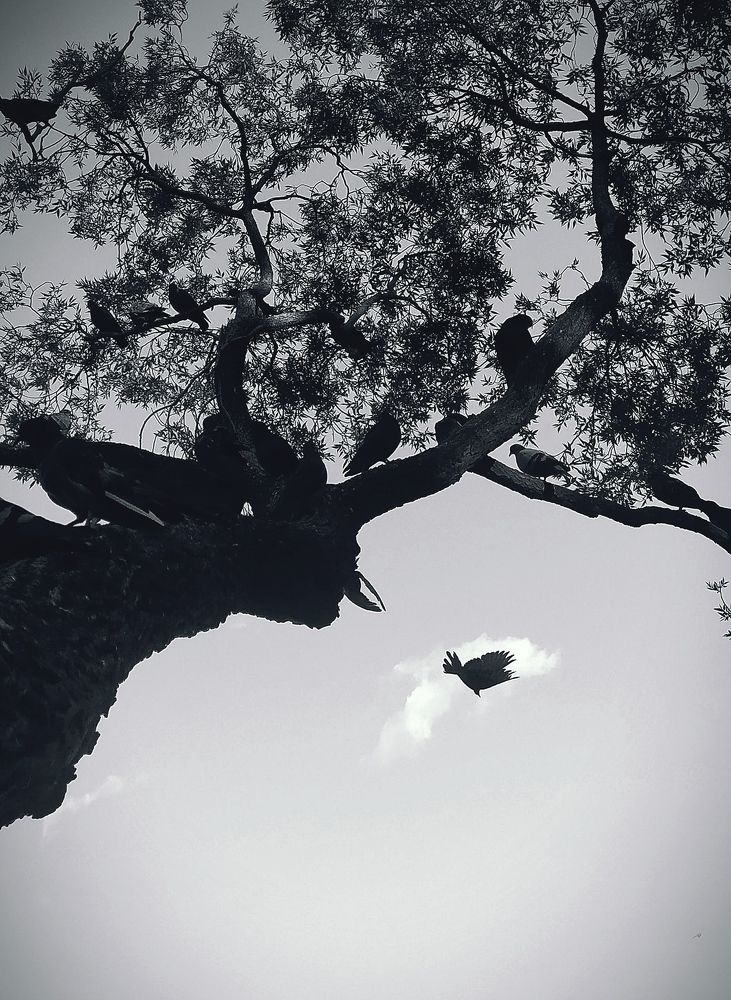 Птица-облако