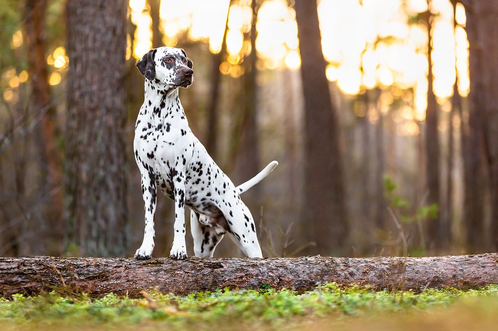 Photograph by Diana Jill Mehner