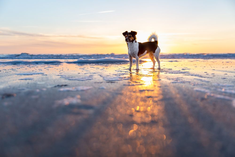 Photograph by Diana Jill Mehner