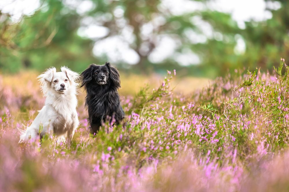 Photograph by Diana Jill Mehner