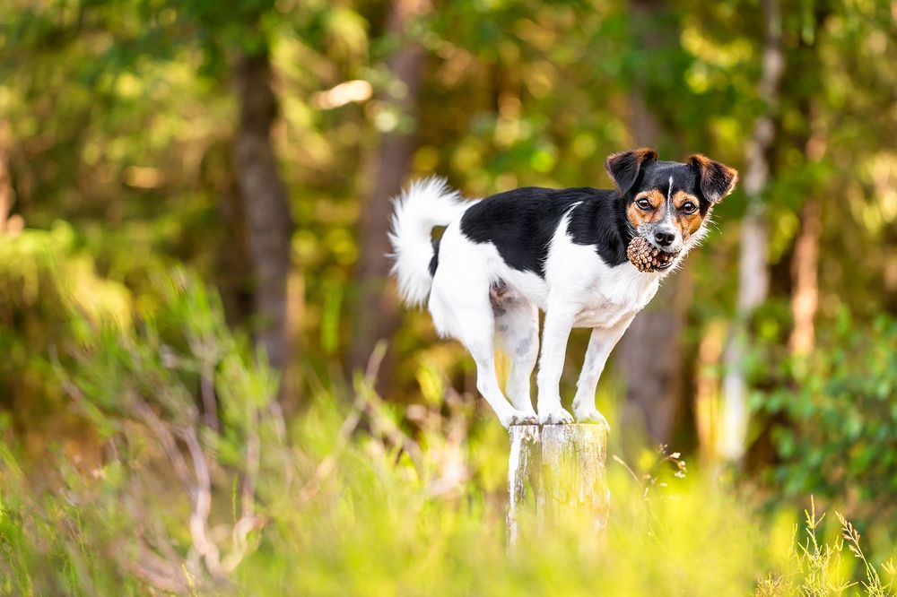 Photograph by Diana Jill Mehner