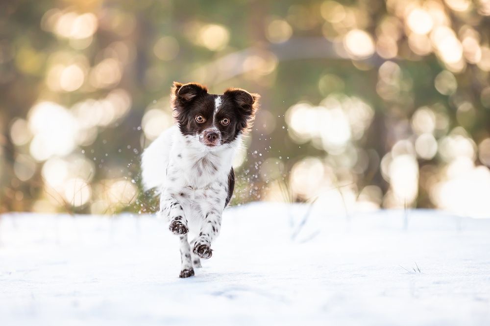 Photograph by Diana Jill Mehner