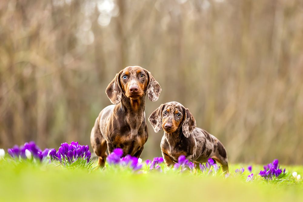 Photograph by Diana Jill Mehner