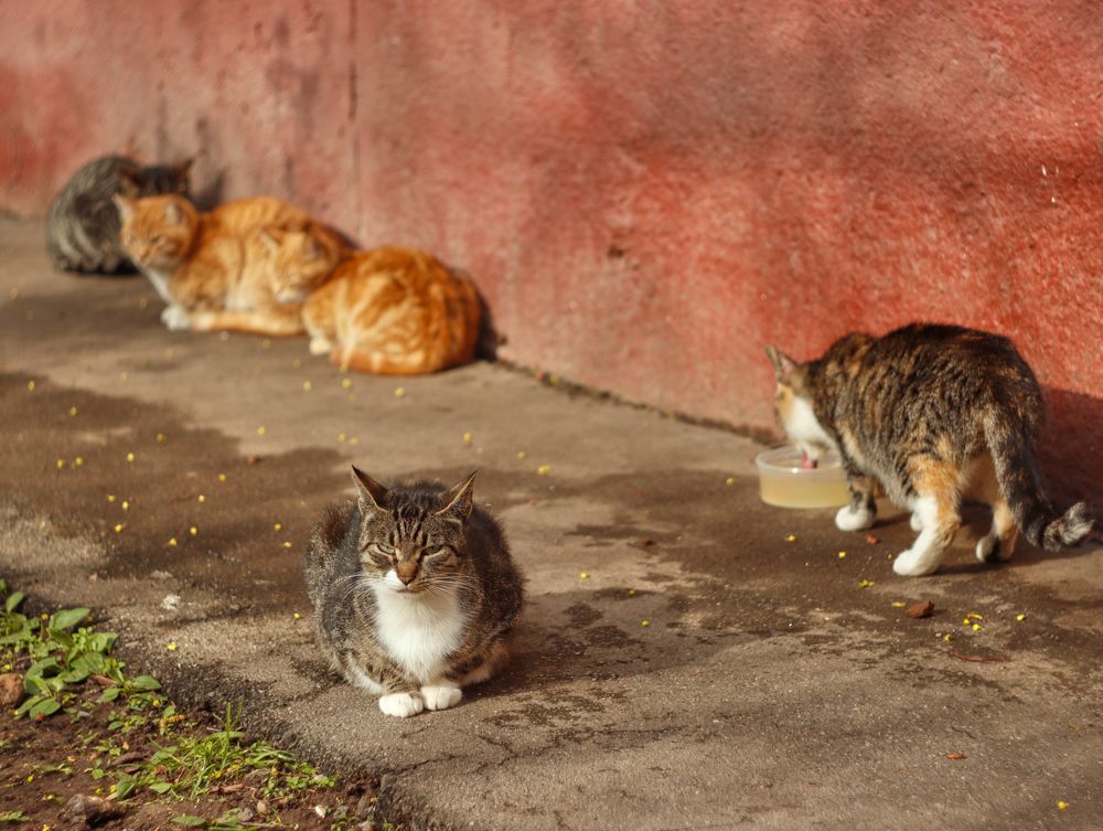 Жизнь уличных котов