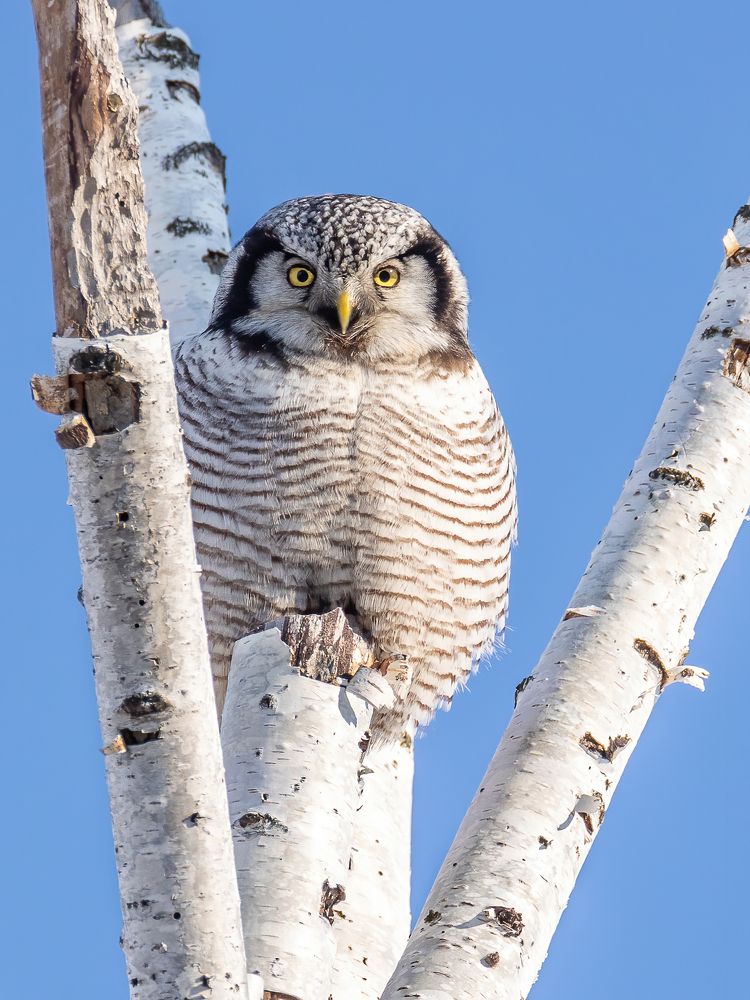 Photograph by Дина Нестеркова