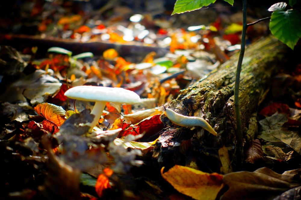 Фотография автора Віталій