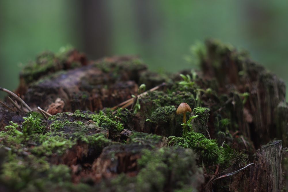 Photograph by Юлия Мелехина