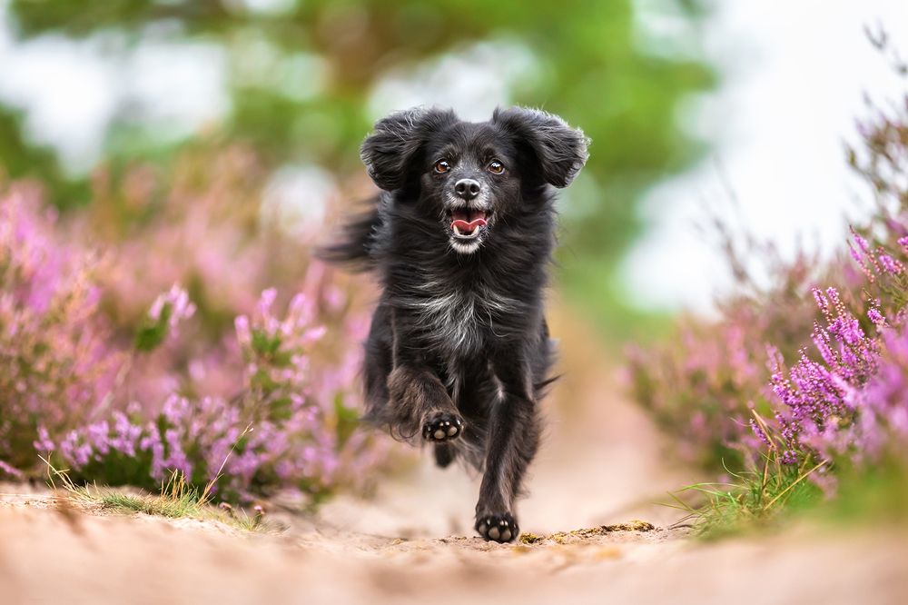 Photograph by Diana Jill Mehner