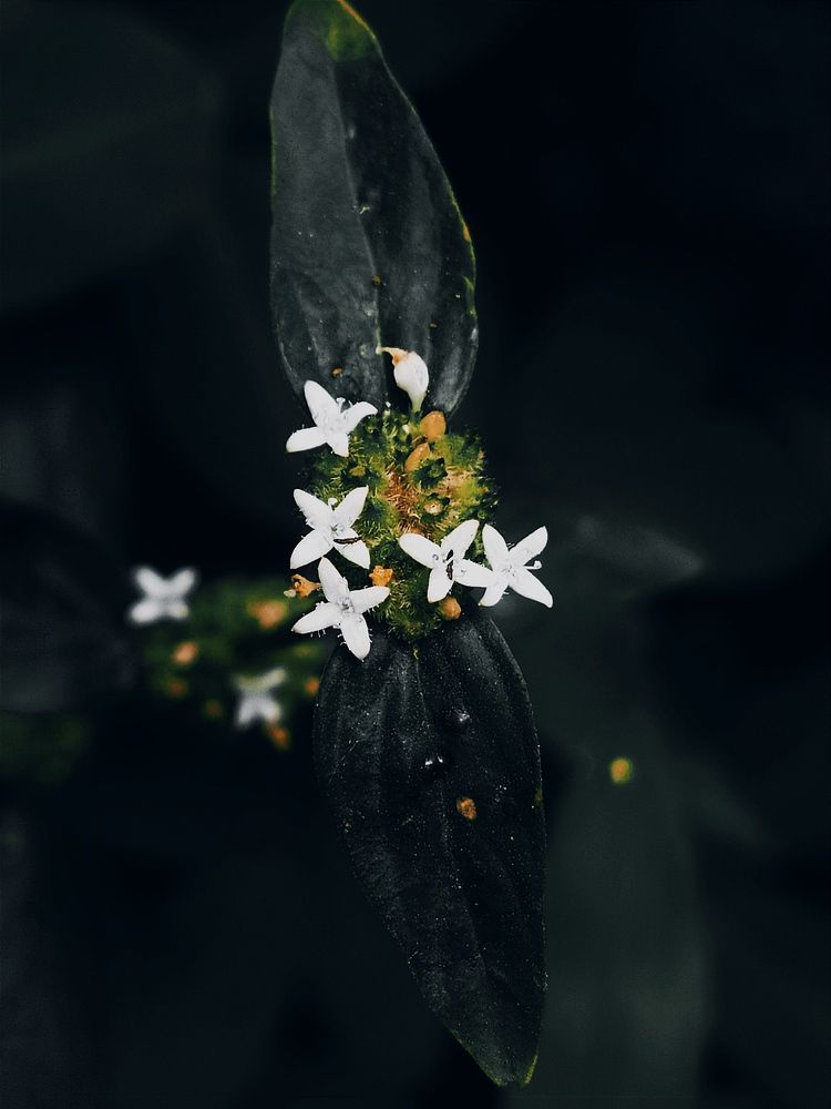 Photograph by Aileen Nicor