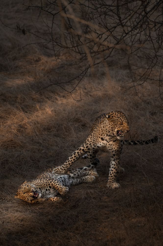 Leopard mating Moments