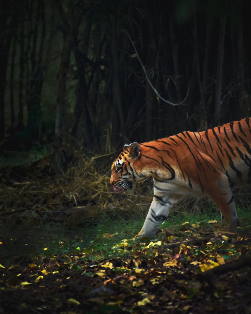 Photograph by Madhav Golhani