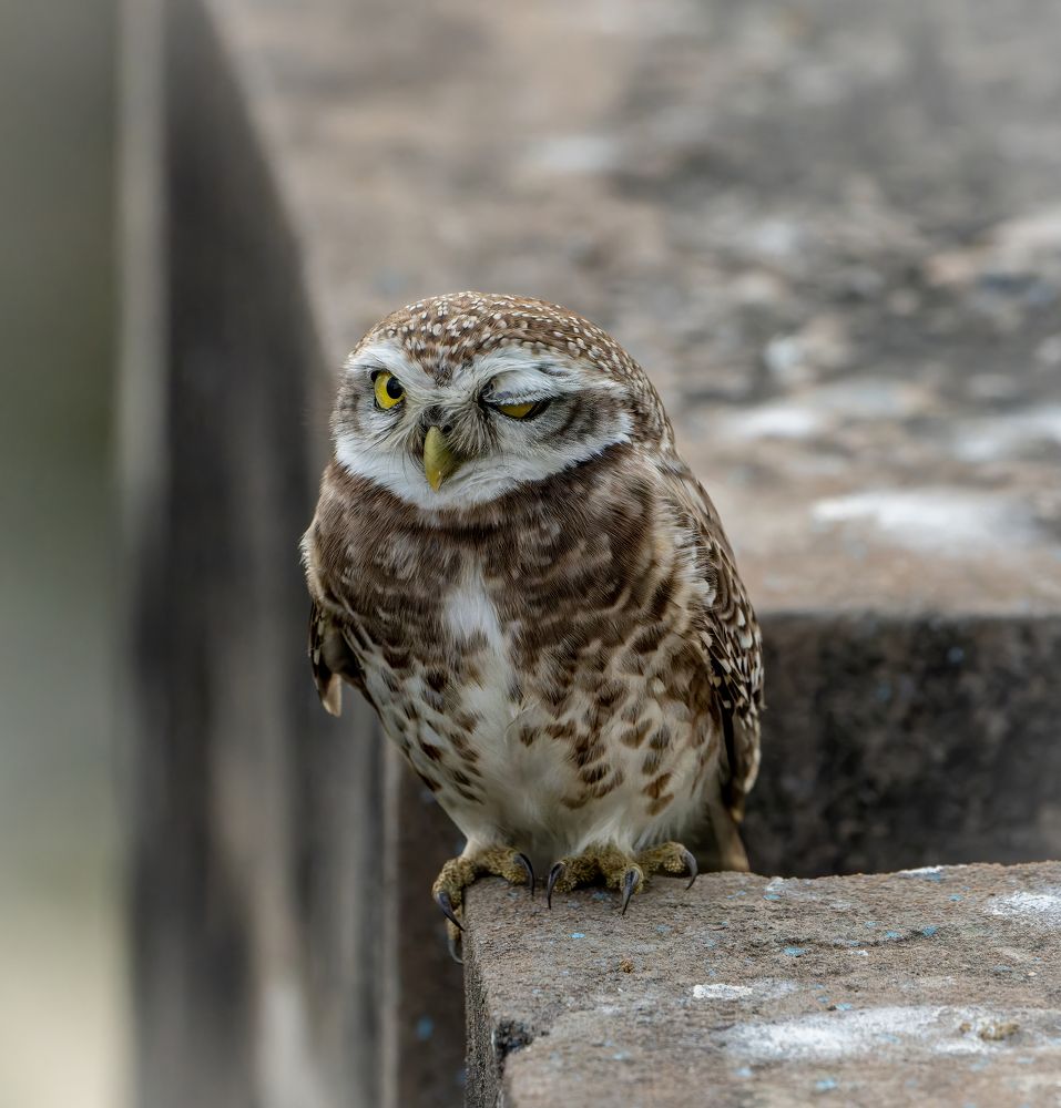 Photograph by Gagandeep Singh