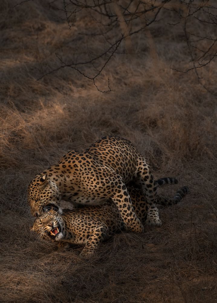 Photograph by Jayanta Guha