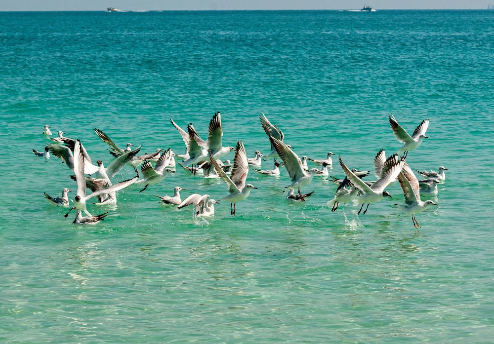 Photograph by Mojgan Sheykhi