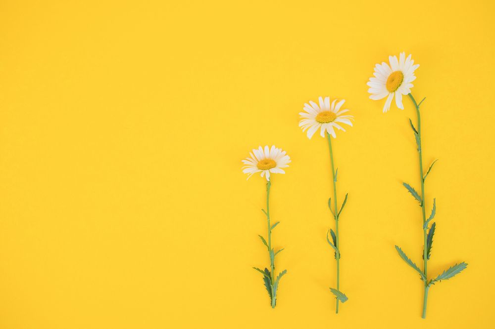 Фотография автора Елена Ельшина