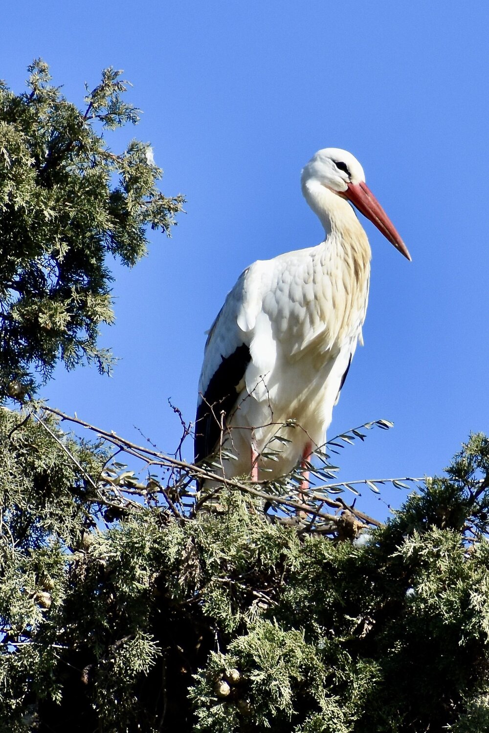 Stork in Rasmalho-Algarve
