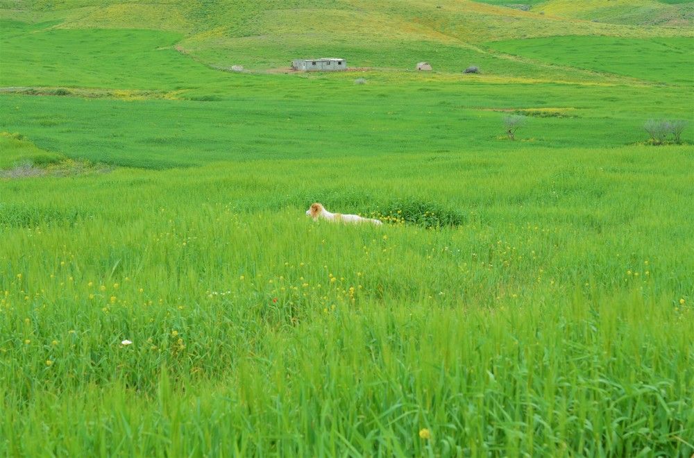 Photograph by SAID SERBOUTI