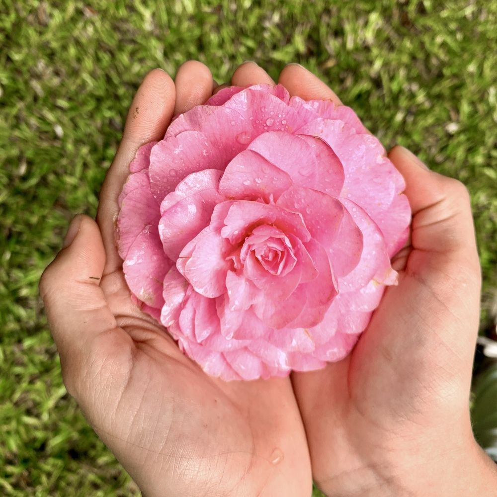 Photograph by Christine ECHEVET-ADAM de VILLIERS