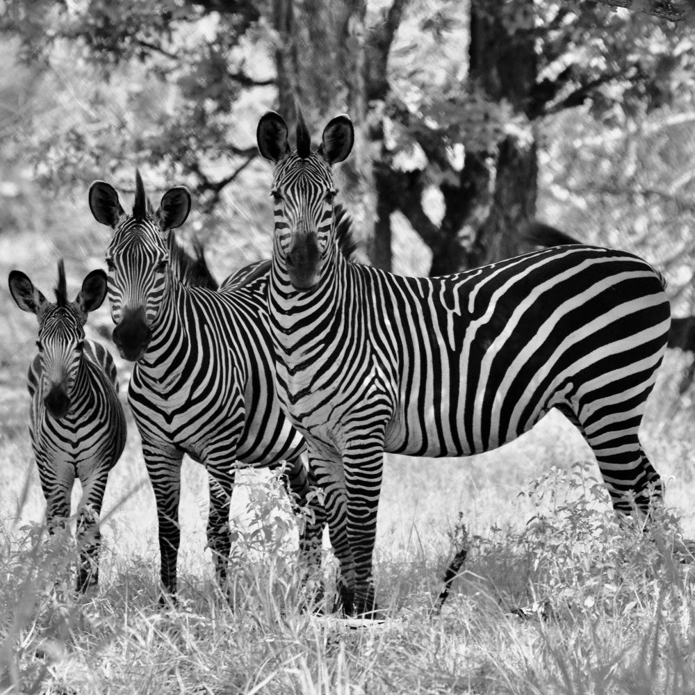 A dazzle of zebras