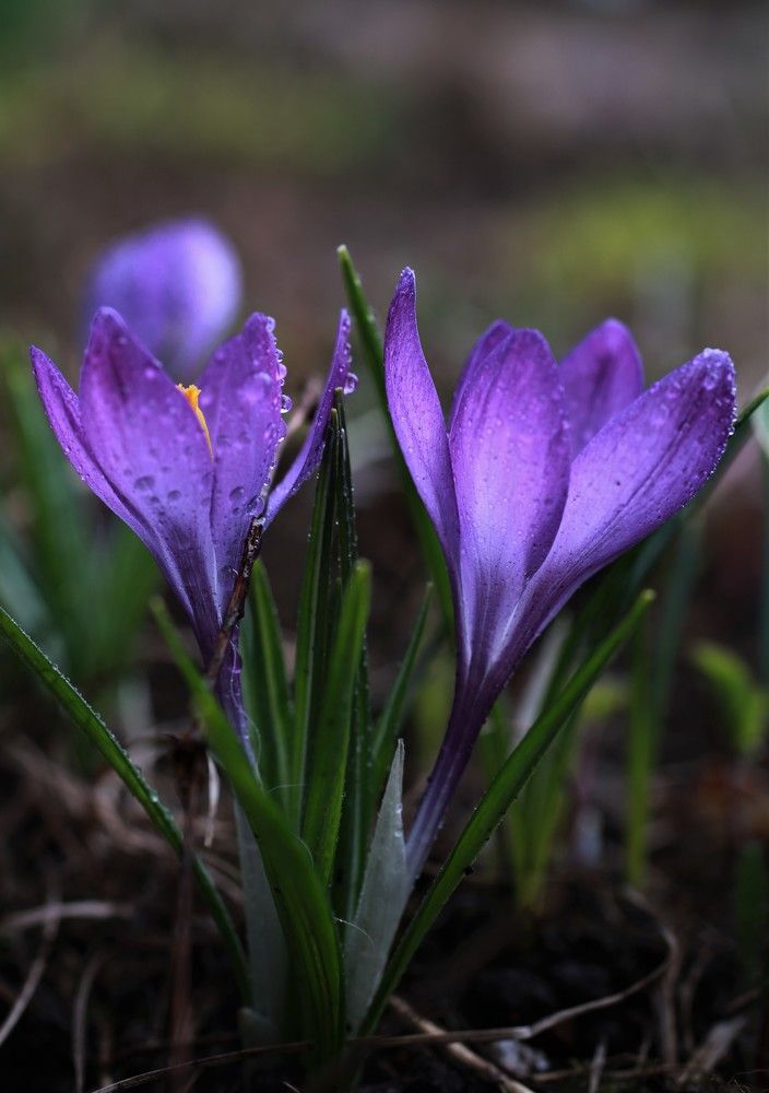 Крокусы