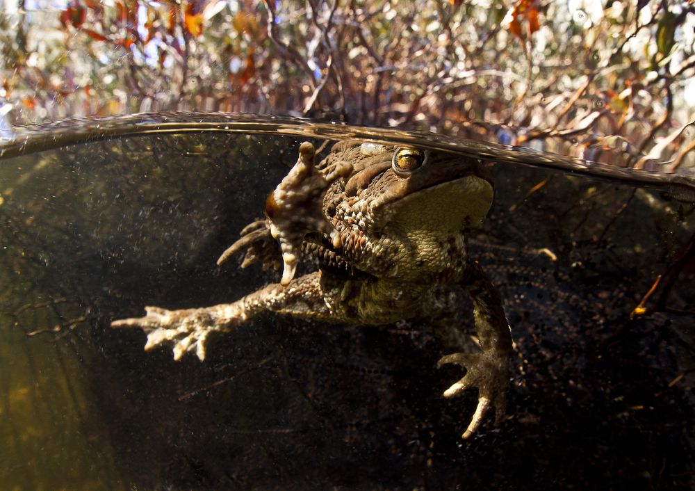 Фотография автора Эдуард VTORNIK  Николаев