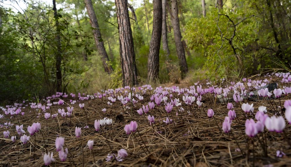 Photograph by Александр