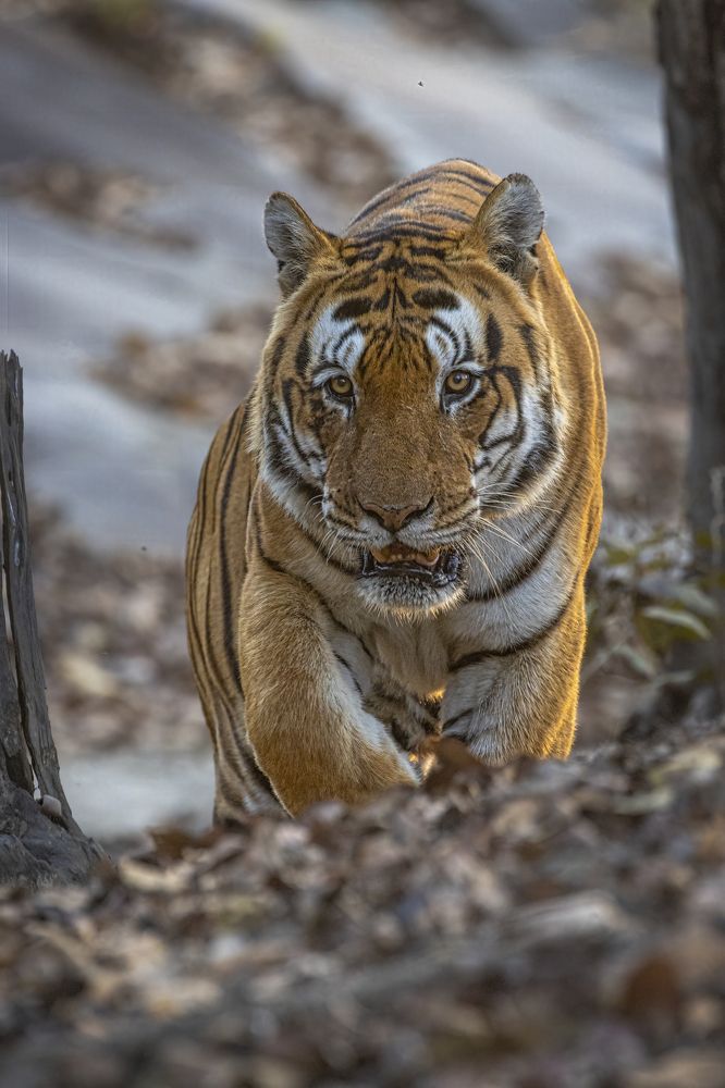 Photograph by Smita Behera