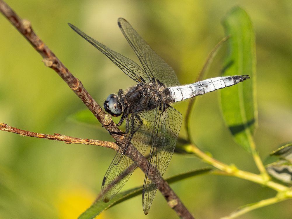 Белохвостик