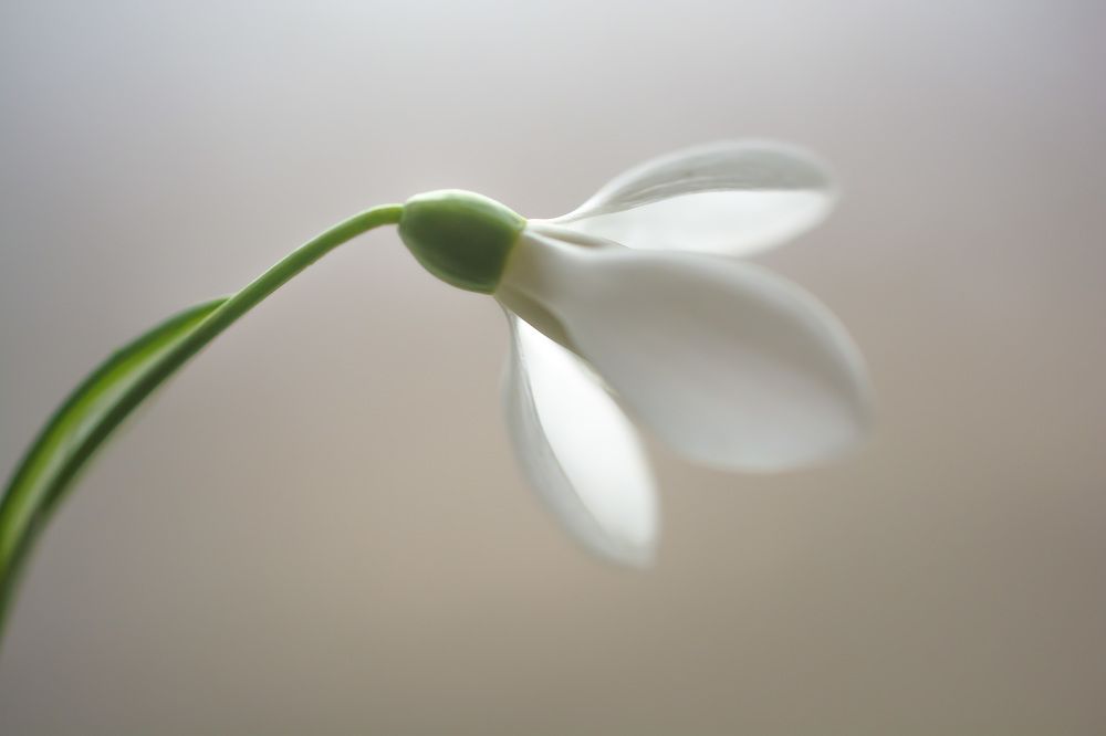 Душа зимы в цветочной оболочке.