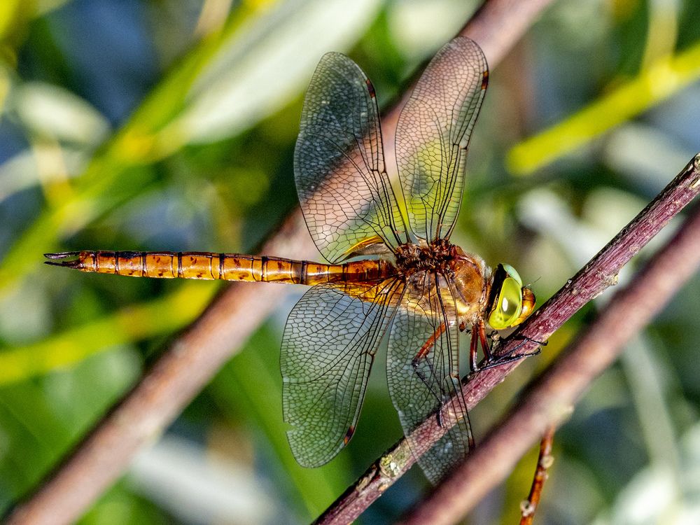 Зеленый нос