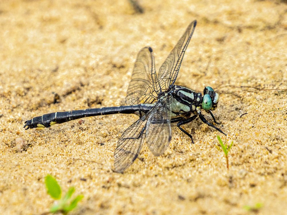 Photograph by Алла Толстая