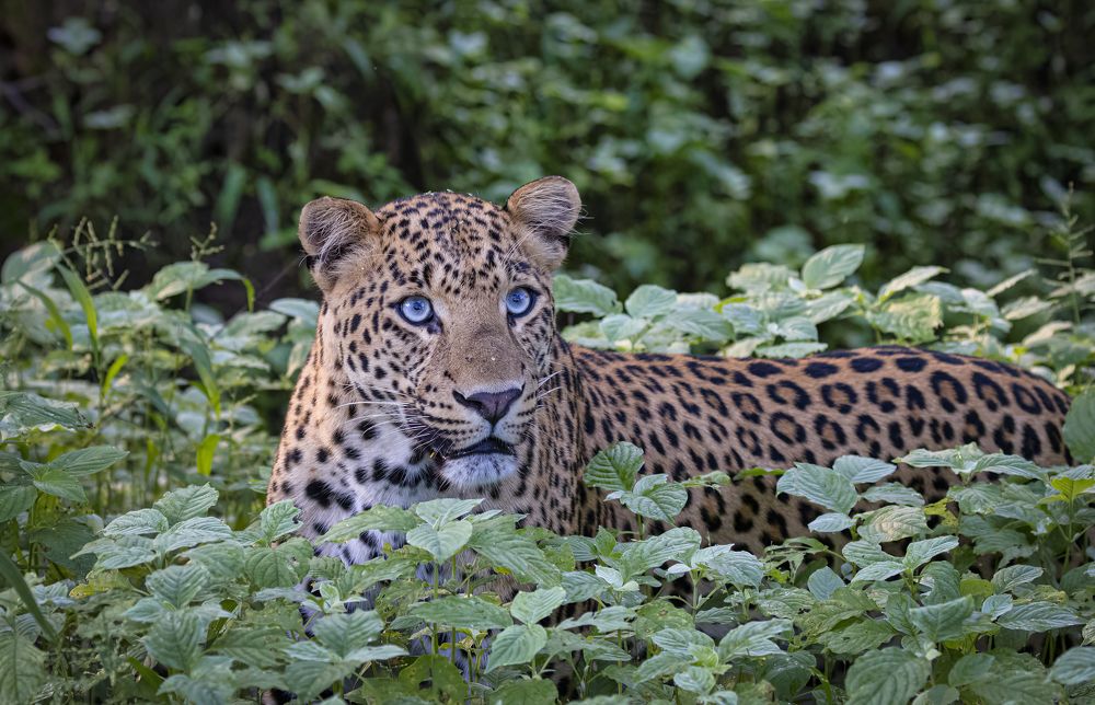 Photograph by Smita Behera