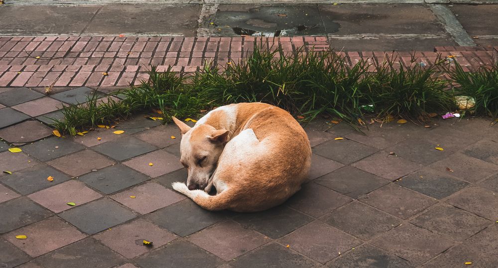 Photograph by Mujahidul Islam Muhammad