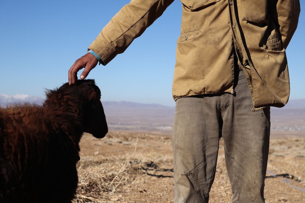 shepherd and  sheep