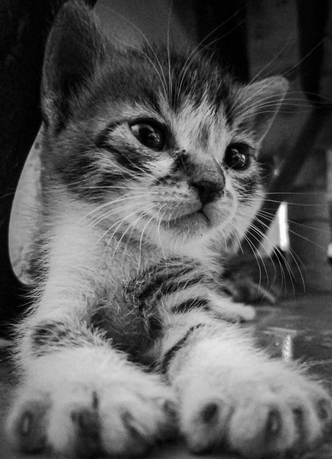 Photo #7383385