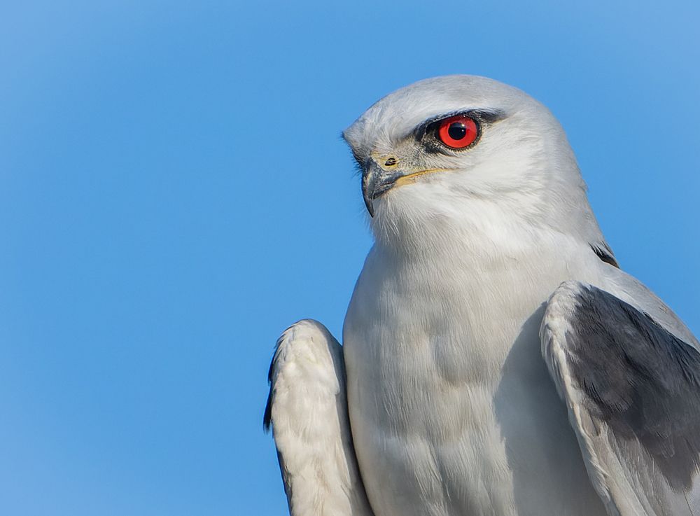 The Black shouldered Kite