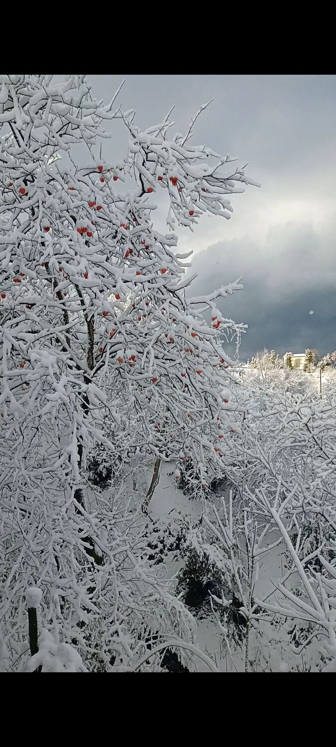 Photo #7383583