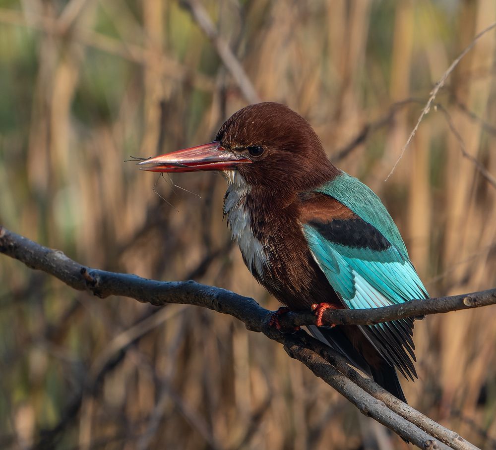 The diet of the white throated kingfisher
