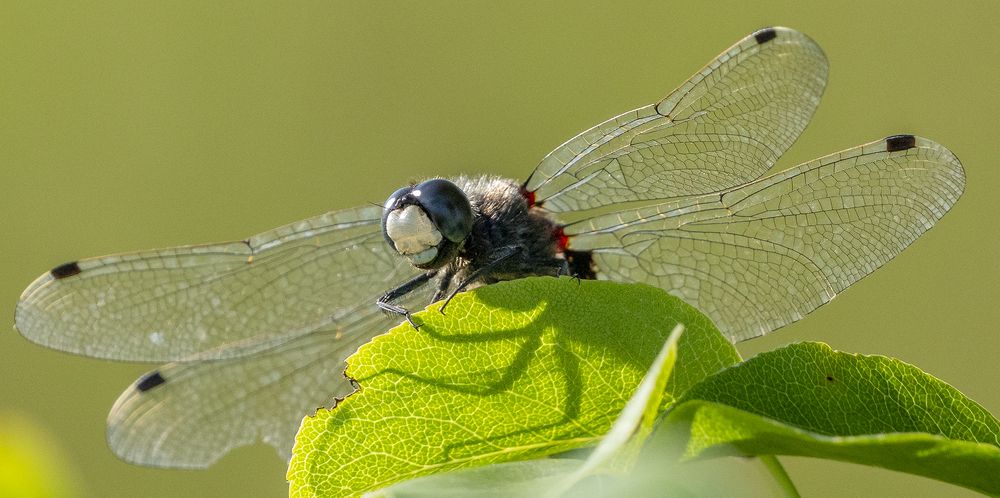 Photograph by Алла Толстая