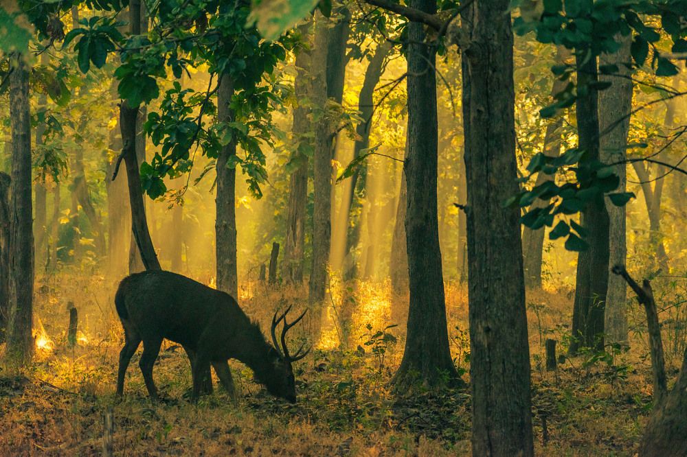 Photograph by Chaitanya Dudhalkar