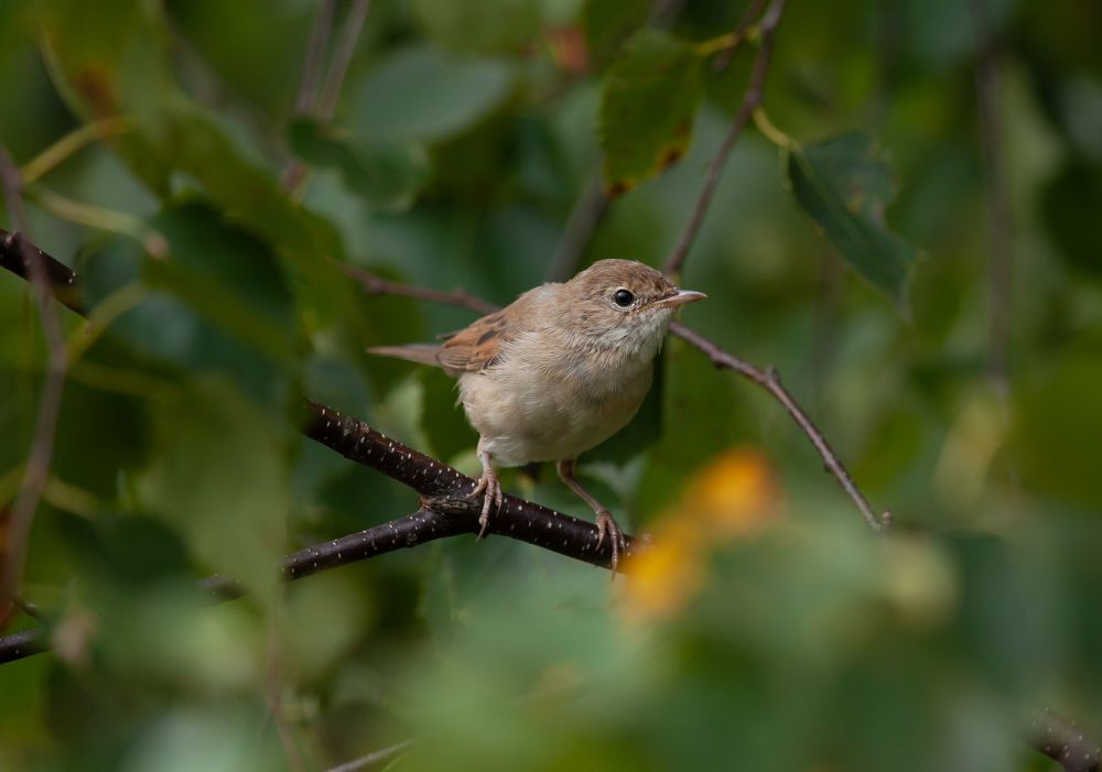 Photograph by Золин Иван