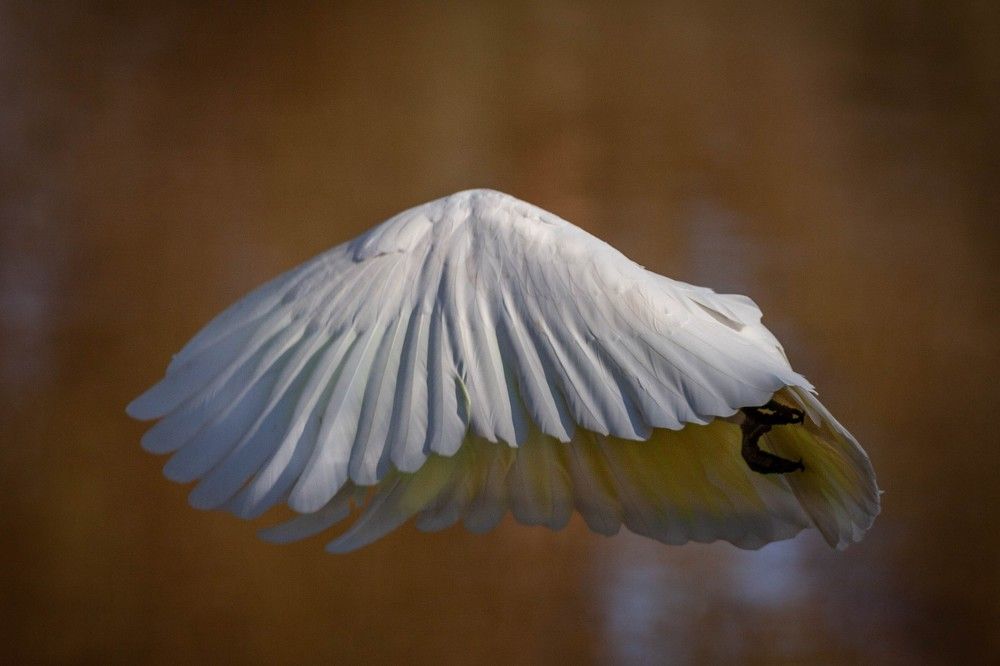 Photograph by David Cottee