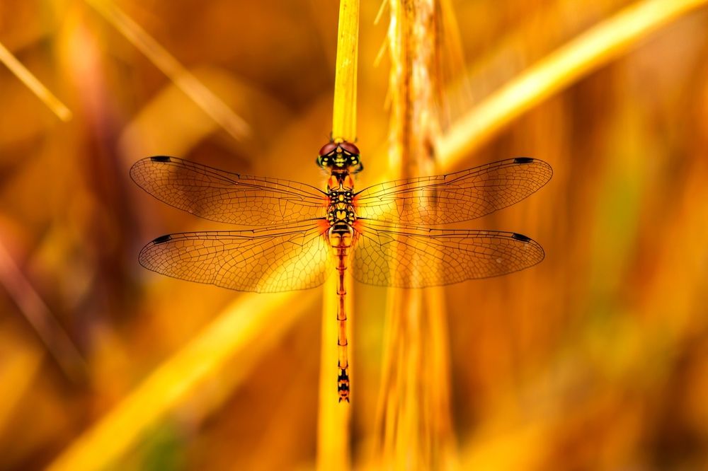 Photograph by Александр Молотков