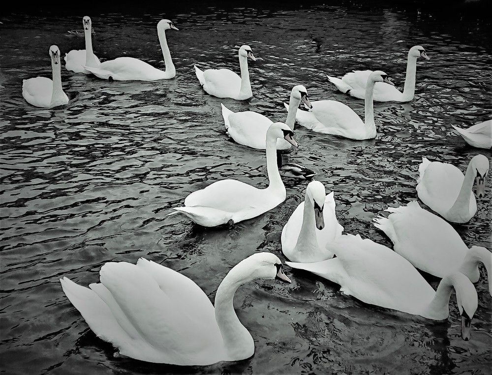 Photo #7383854