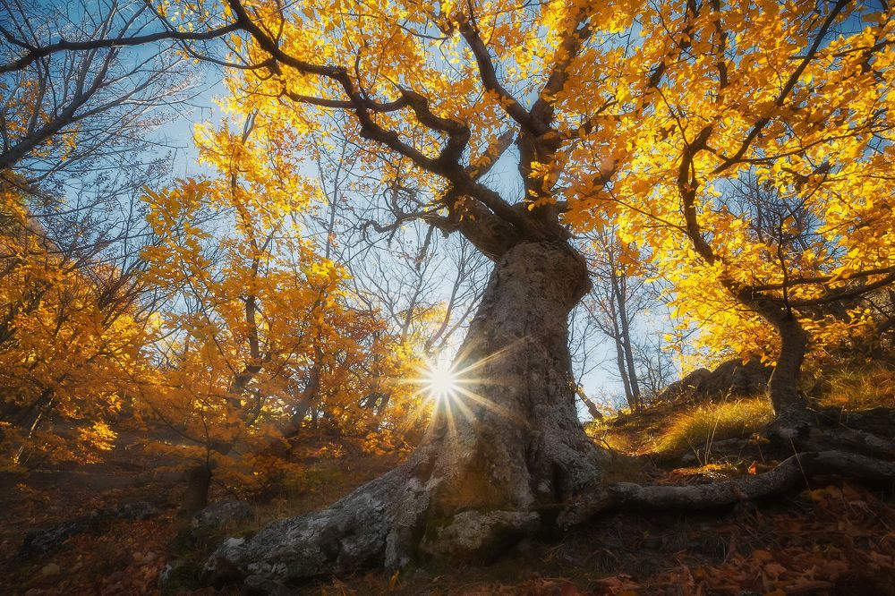 Photograph by Екатерина Дмитренко