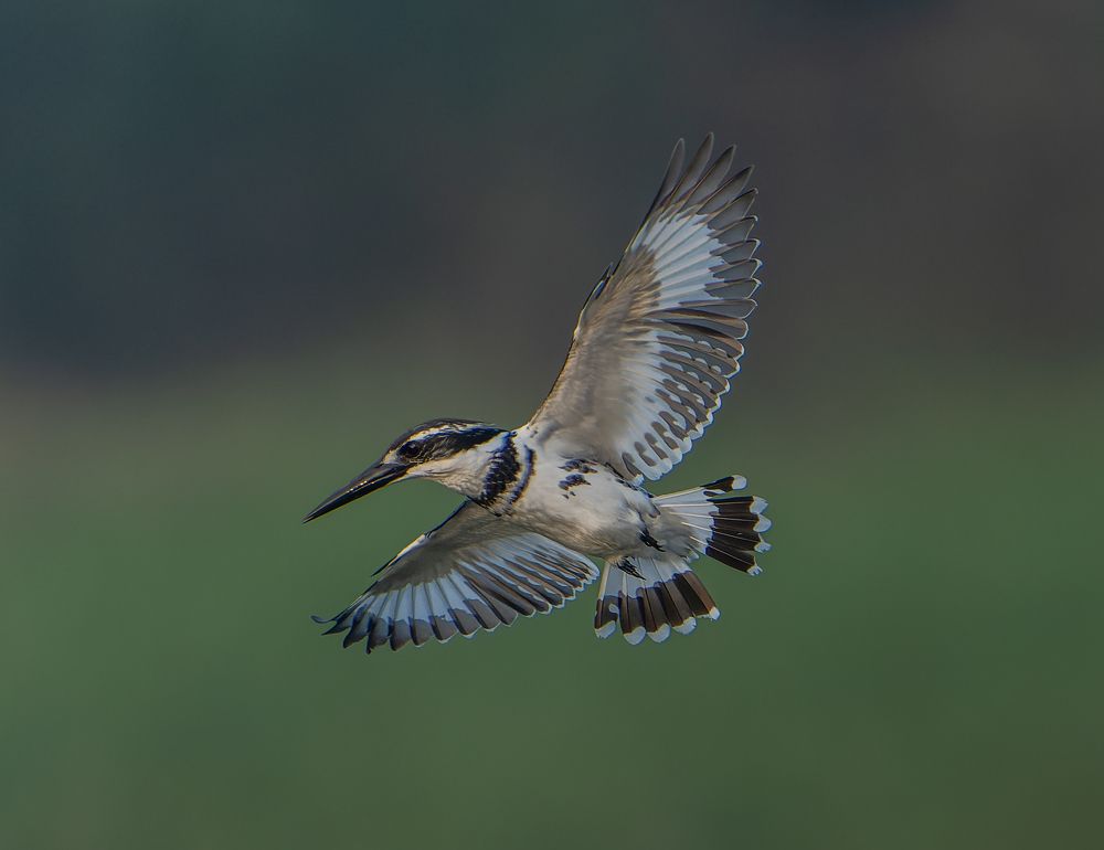 The Amazingly Agile Pied Kingfisher